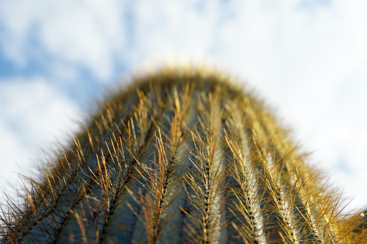 5 Lessons To Take Away From Plants in 2020 - Green Philosophy Co.
